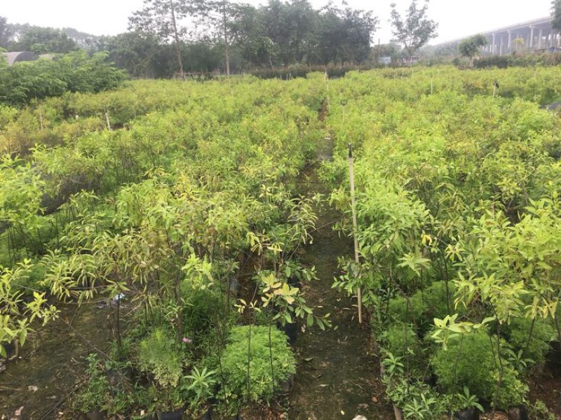 沉香木檀香树苗