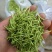 金银花色青花