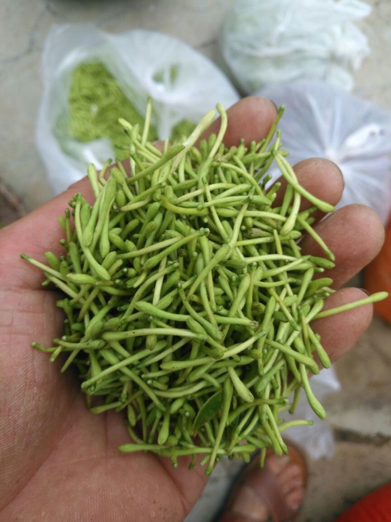 金银花色青花