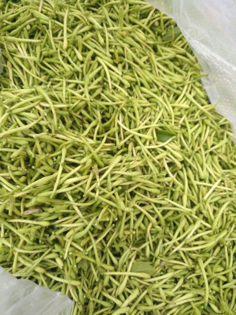 金银花色青花