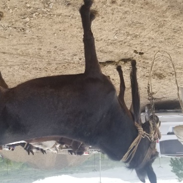 肉骡，陀螺，有马骡，