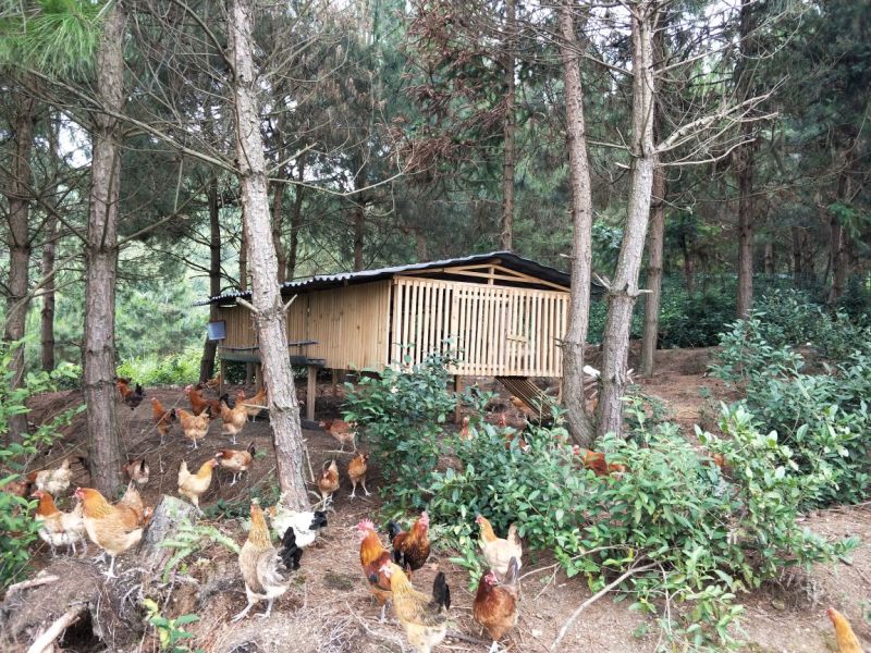 长顺绿壳鸡蛋(地理标志产品)