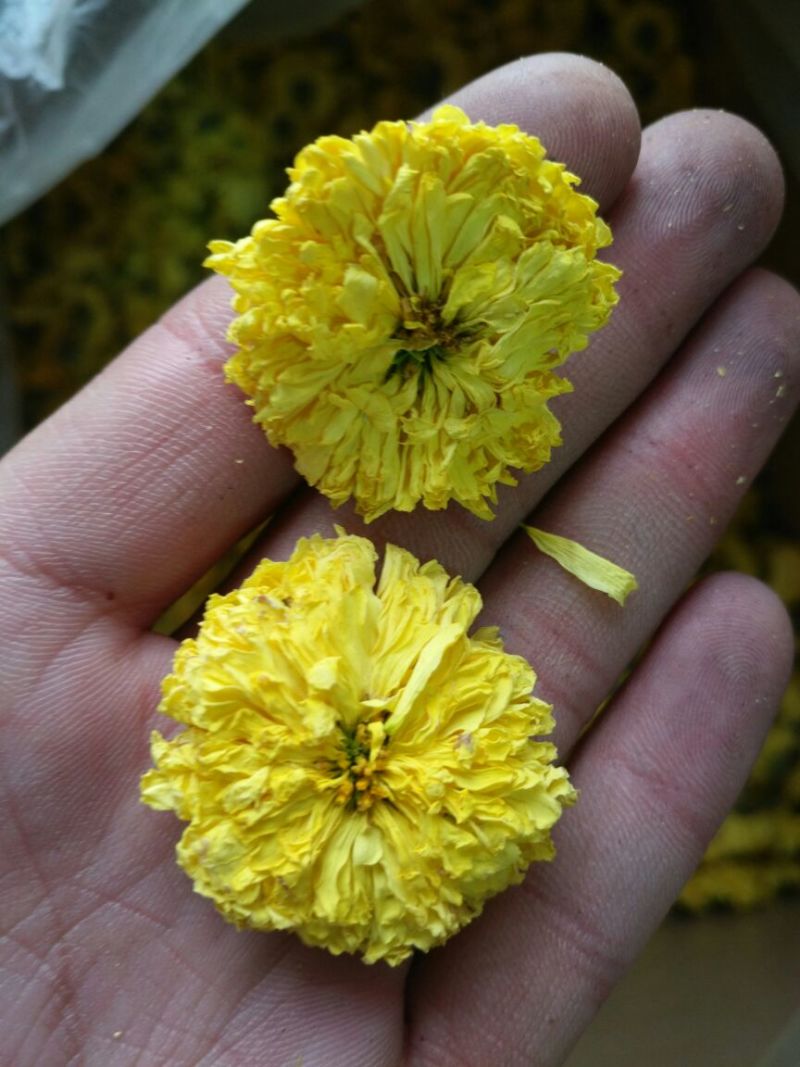 金丝皇菊大量批发，青海柴达木盆地格尔木产地发货