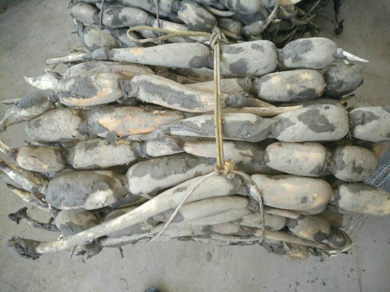 莲菜，