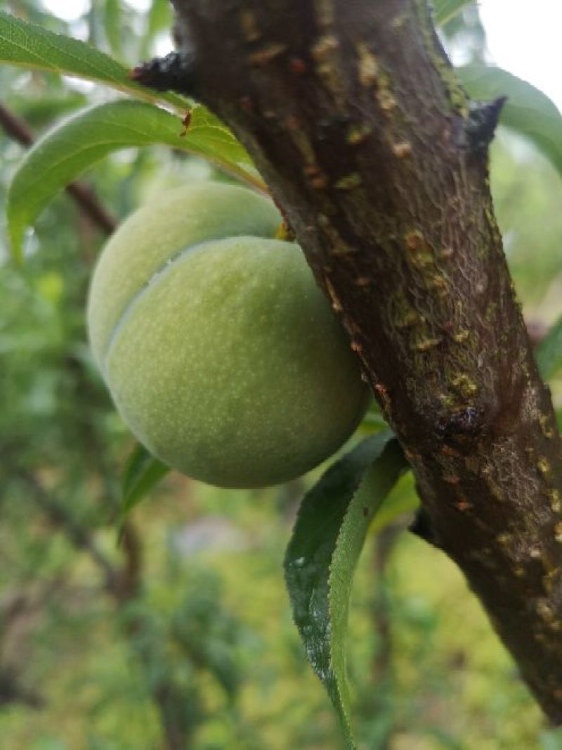 蜂糖李