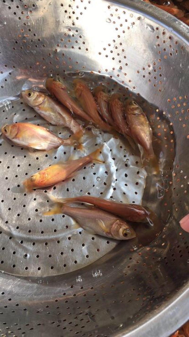 鳙鱼苗金大头鱼苗金花鲢鱼苗易养成活率高