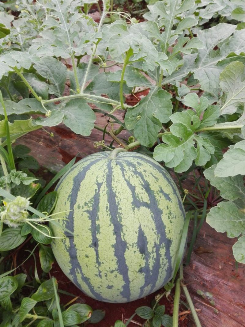 西瓜8424大瓜，种在沙地上，皮薄，糖度高好吃