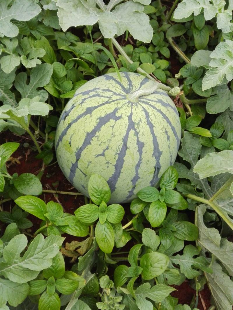西瓜8424大瓜，种在沙地上，皮薄，糖度高好吃