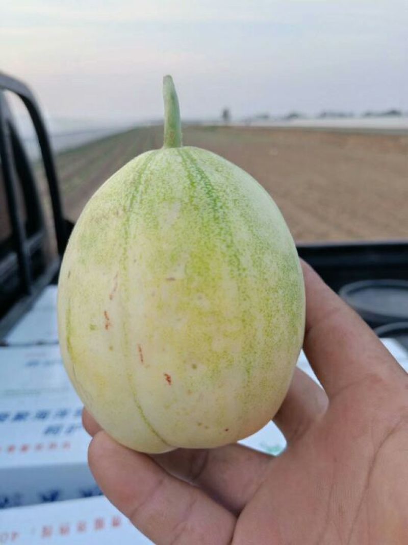 辽宁凌海精品陆地香瓜掉价了
