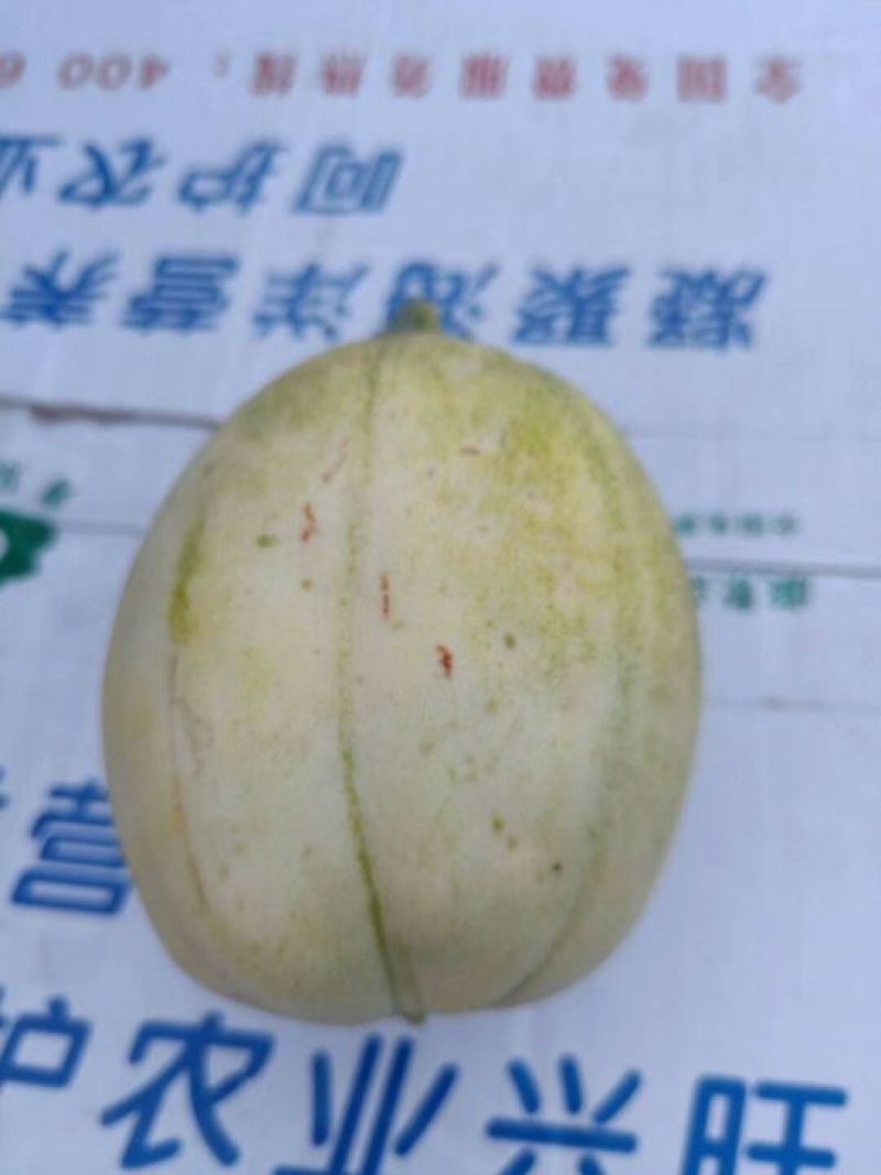 辽宁凌海精品陆地香瓜掉价了