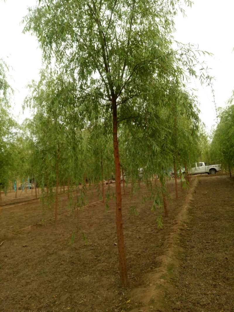 垂柳，垂柳基地，嫁接垂柳，原生垂柳