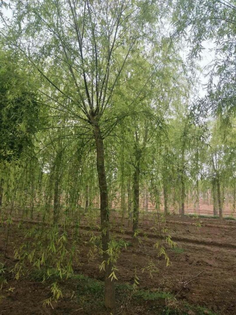垂柳，垂柳基地，嫁接垂柳，原生垂柳
