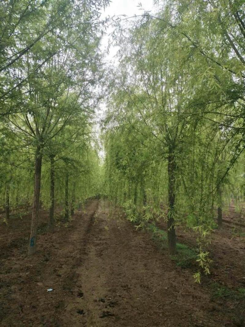 垂柳，垂柳基地，嫁接垂柳，原生垂柳