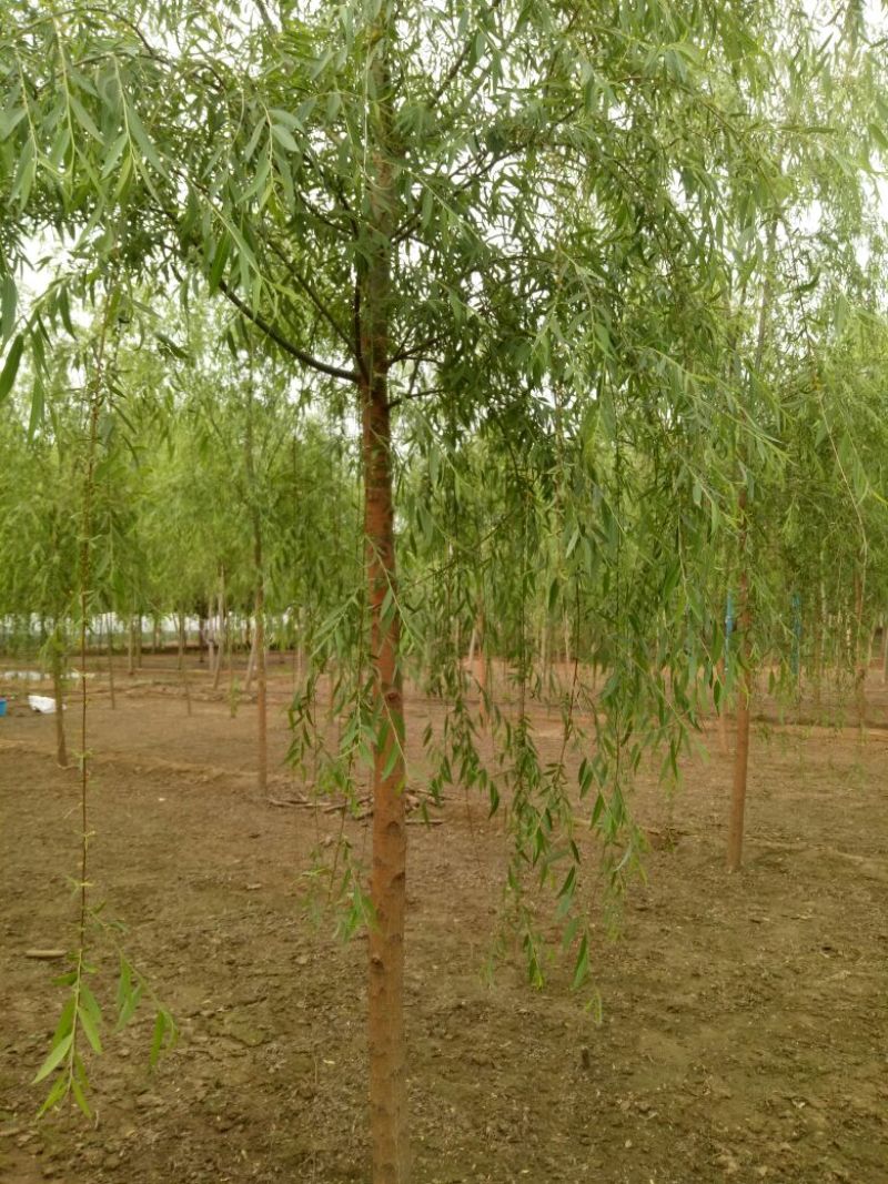 垂柳，垂柳基地，嫁接垂柳，原生垂柳