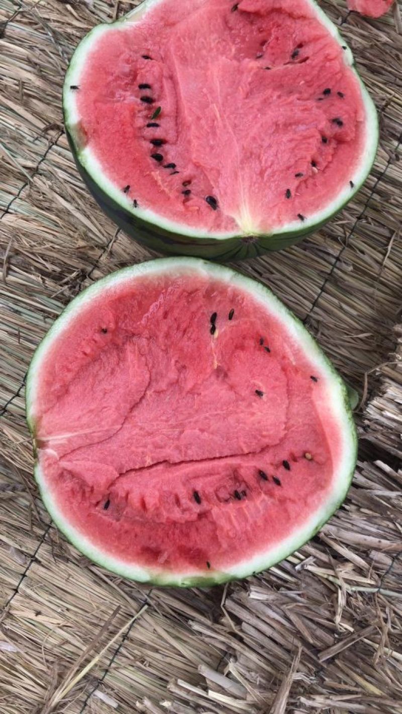 甜王西瓜🍉8斤打底九成熟。