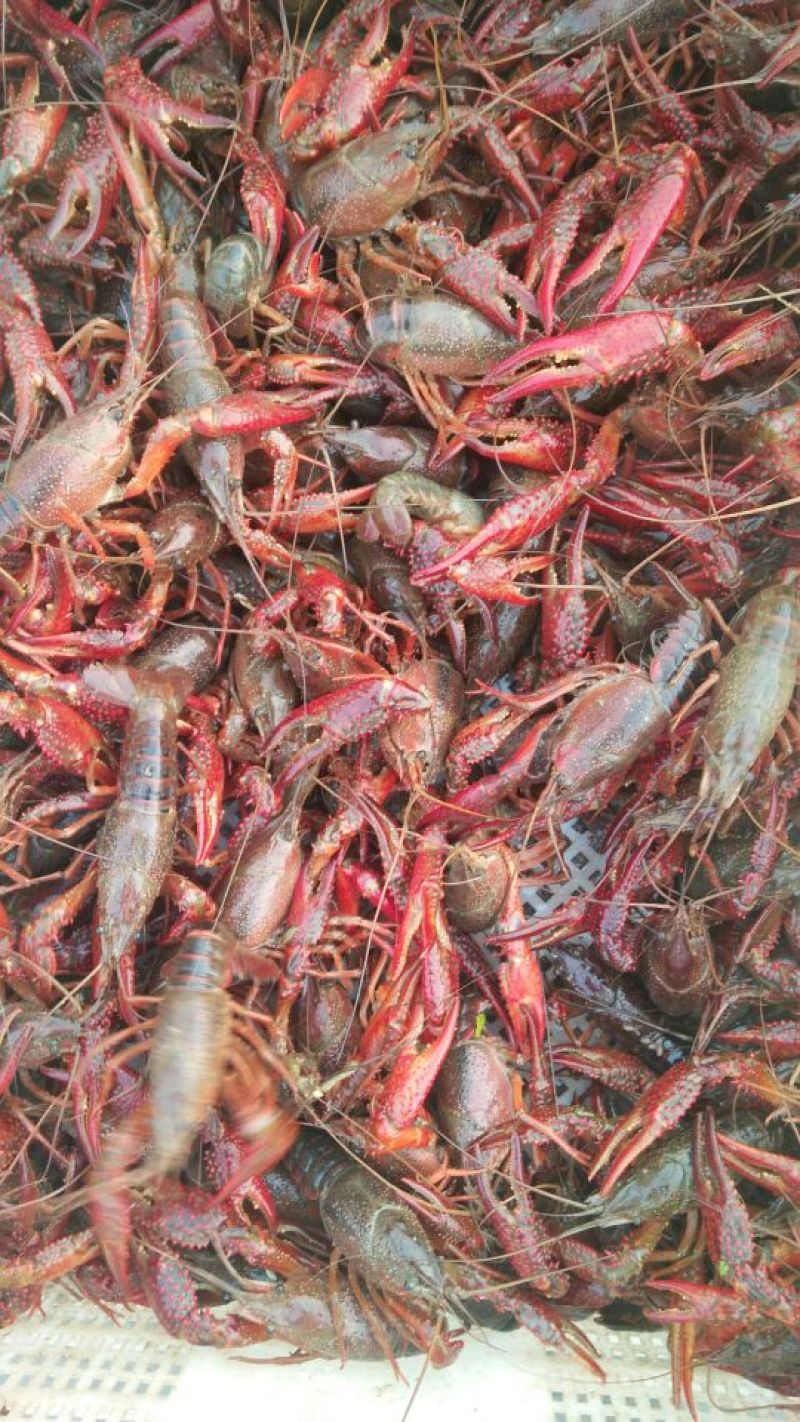 龙虾，3――9钱，农户养殖，