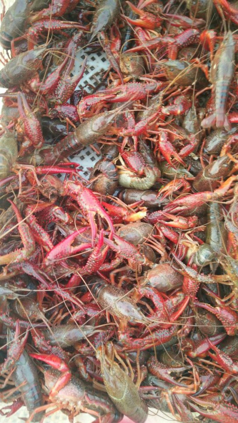 龙虾，3――9钱，农户养殖，