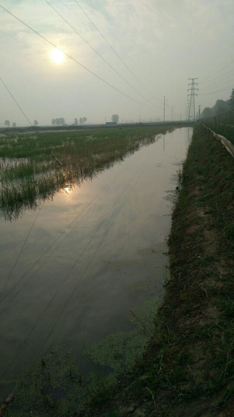 龙虾，3――9钱，农户养殖，
