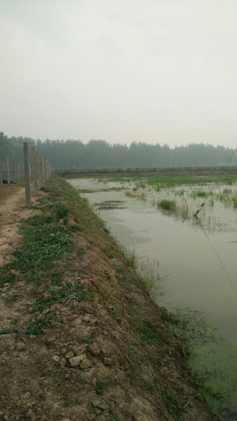 龙虾，3――9钱，农户养殖，