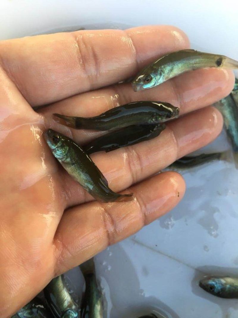 欧洲丁桂鱼苗、丁岁鱼苗