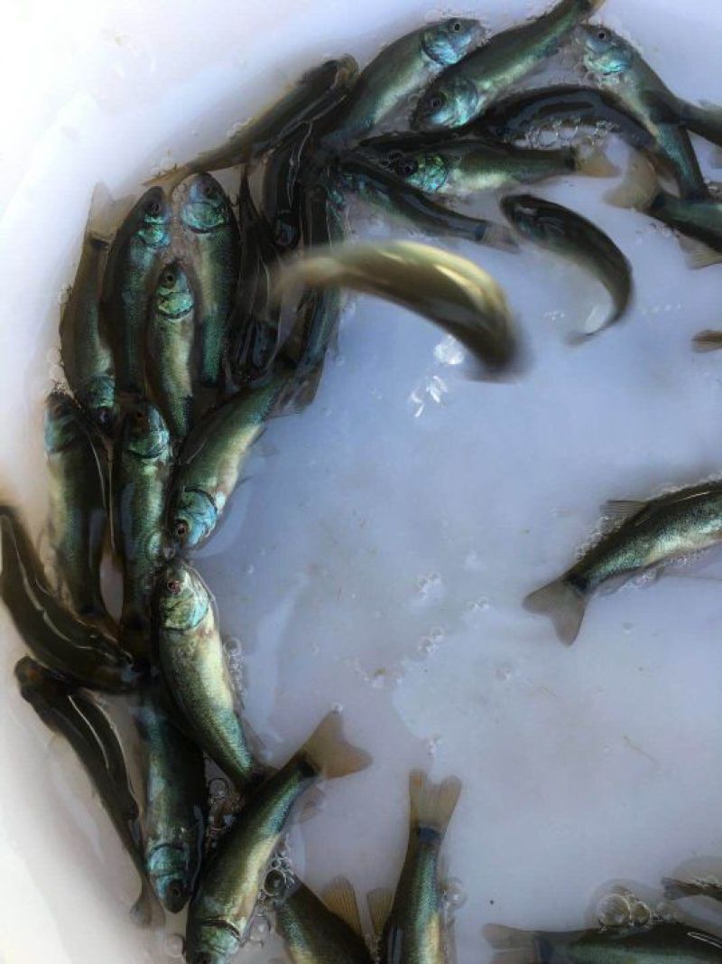 欧洲丁桂鱼苗、丁岁鱼苗