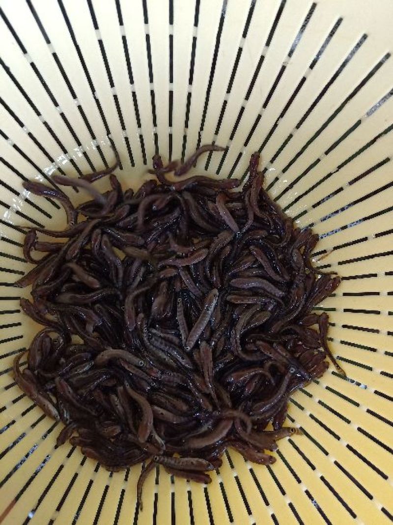月鳢鱼苗