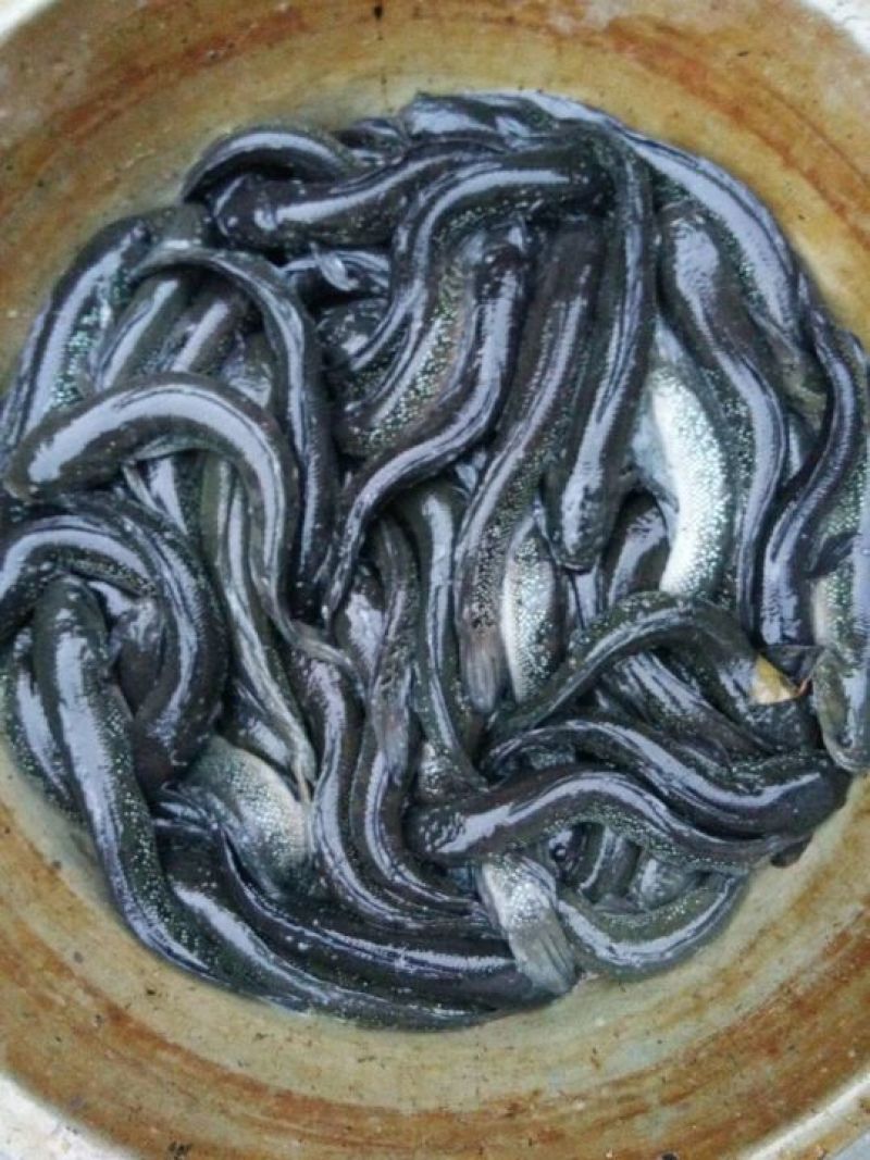 月鳢鱼苗
