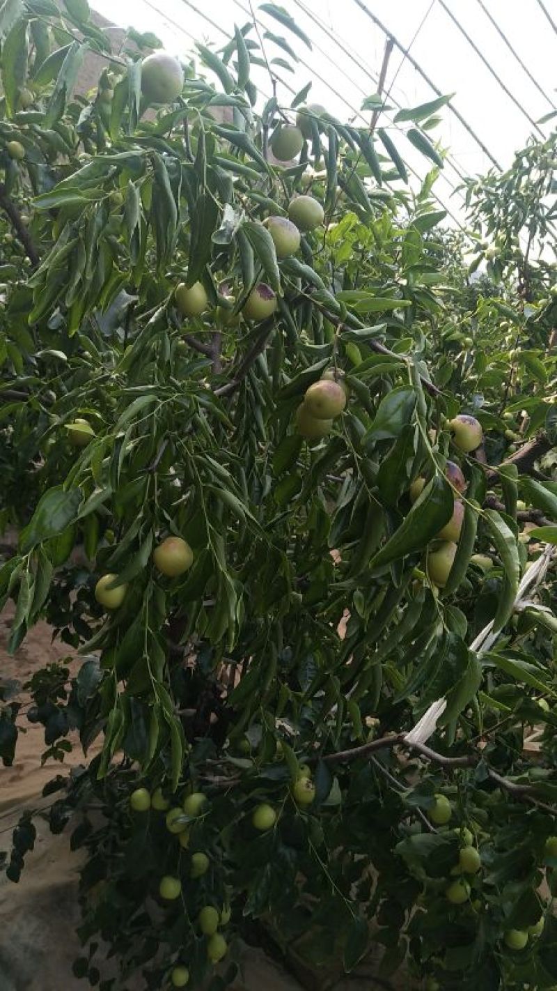 大荔冬枣直口（大荔县标志性产品）