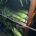中牟红帽蒜薹