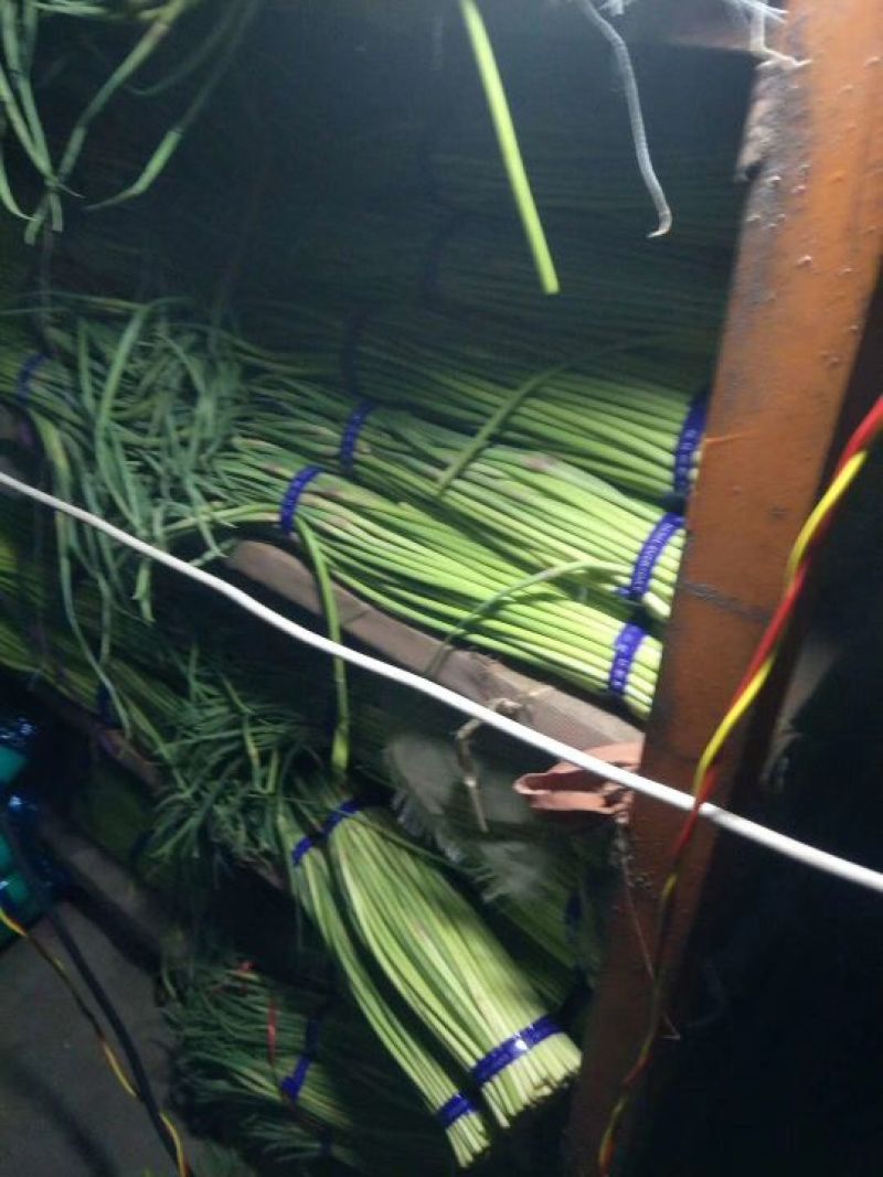 中牟红帽蒜薹