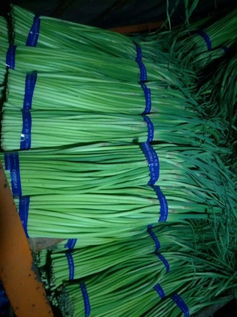 中牟红帽蒜薹
