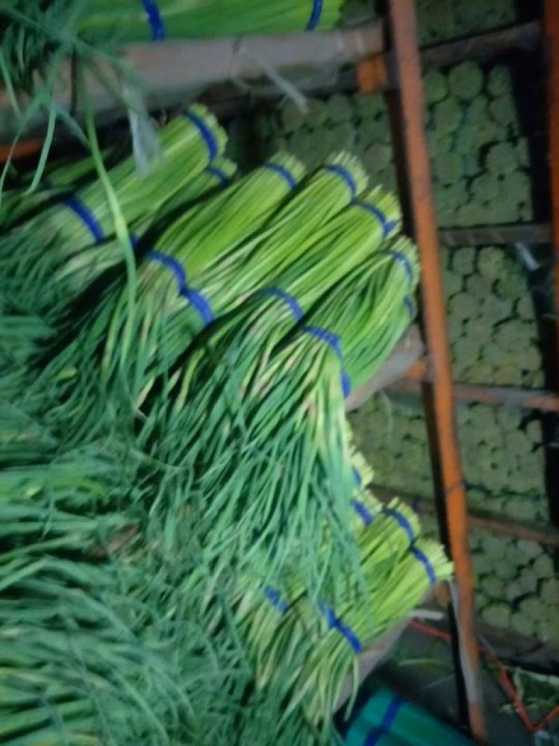 中牟红帽蒜薹