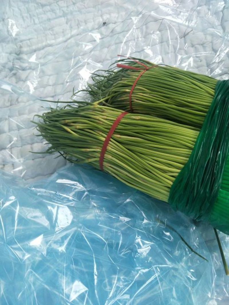 中牟红帽蒜薹
