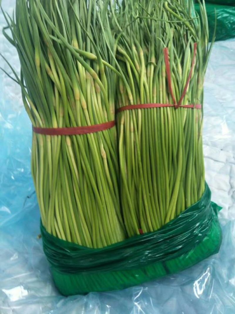 中牟红帽蒜薹