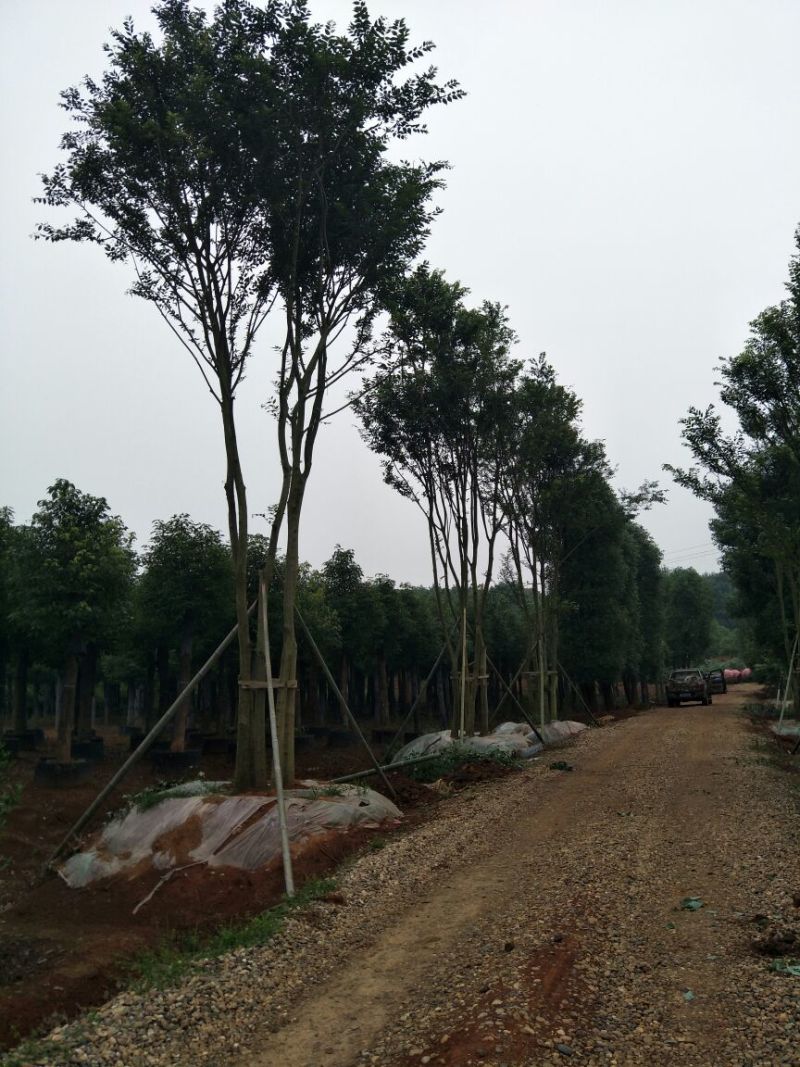 丛生朴树产地直供一手货源耐运输