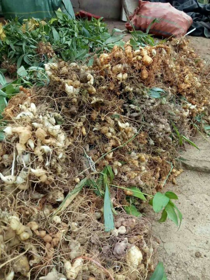滇黄精苗，黄精种茎云县信合农业发展有限公司
