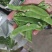 专业精品荷兰豆，珍宝豆，诚意电联