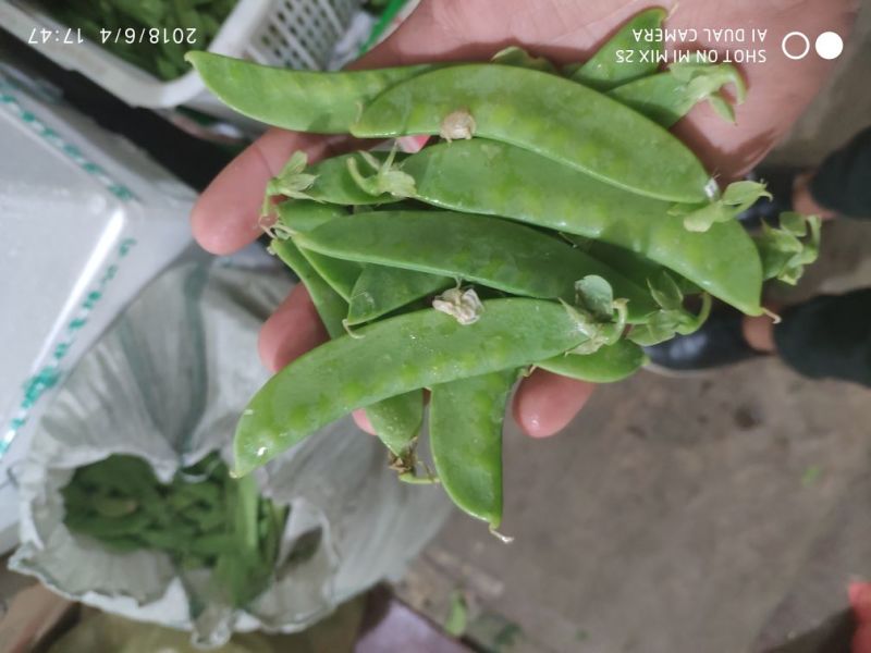 专业精品荷兰豆，珍宝豆，诚意电联