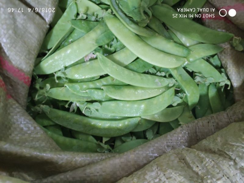 专业精品荷兰豆，珍宝豆，诚意电联