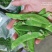专业精品荷兰豆，珍宝豆，诚意电联