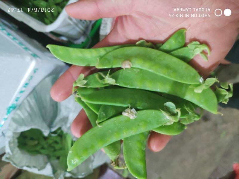 专业精品荷兰豆，珍宝豆，诚意电联