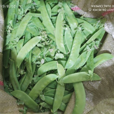 专业精品荷兰豆，珍宝豆，诚意电联