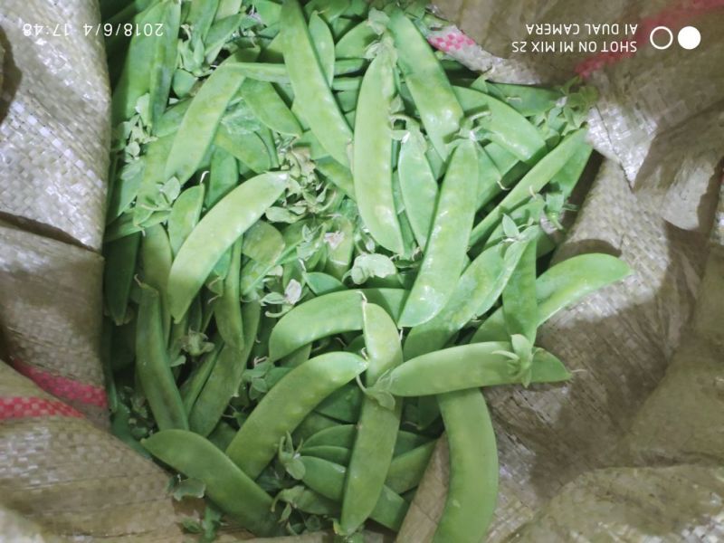 专业精品荷兰豆，珍宝豆，诚意电联