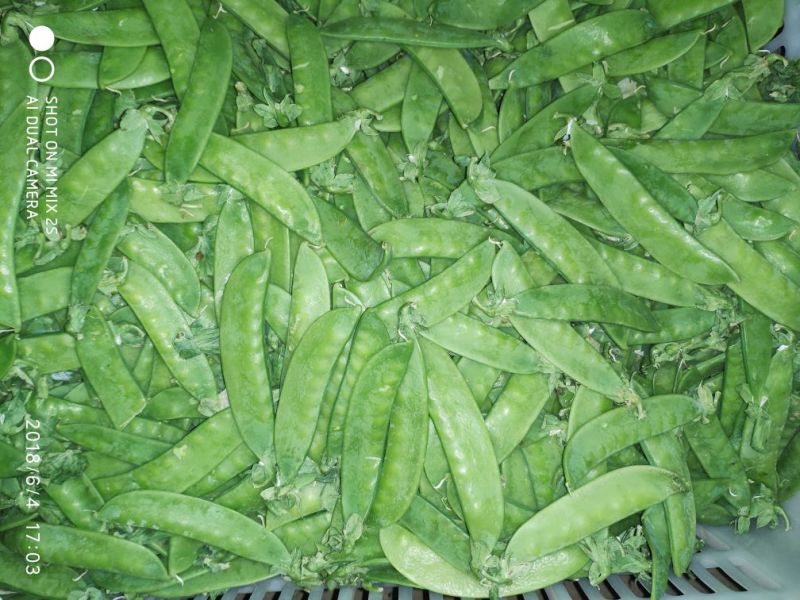 专业精品荷兰豆，珍宝豆，诚意电联