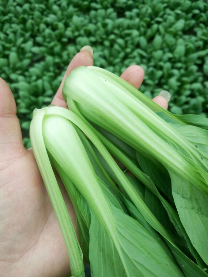 大、中、小颗小青菜，上海青，食堂菜。各种杂菜。长年不断货