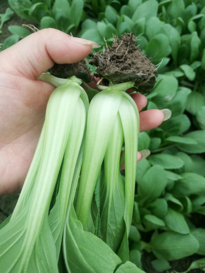 大、中、小颗小青菜，上海青，食堂菜。各种杂菜。长年不断货