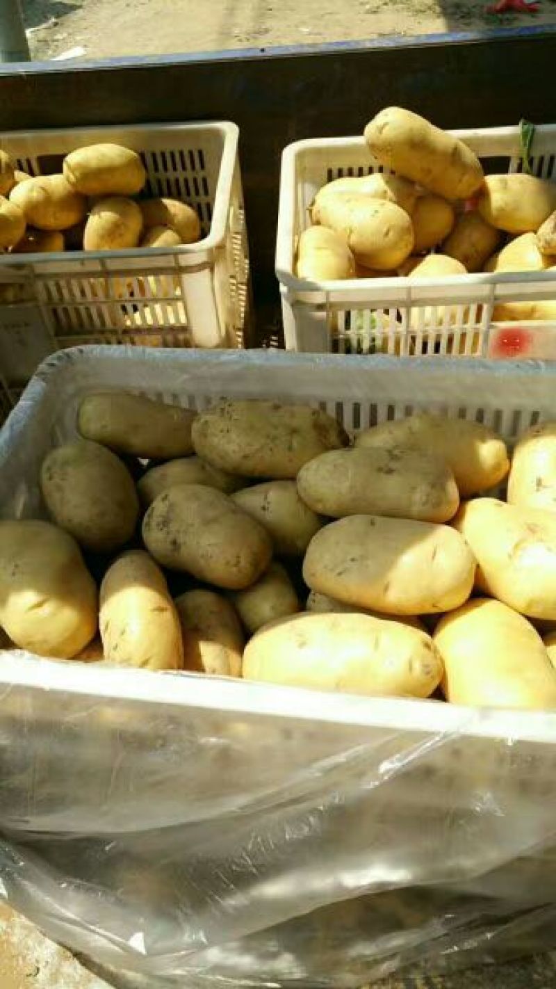 聊城万亩蔬菜基地荷兰十五土豆3两以上精品黄皮黄心土