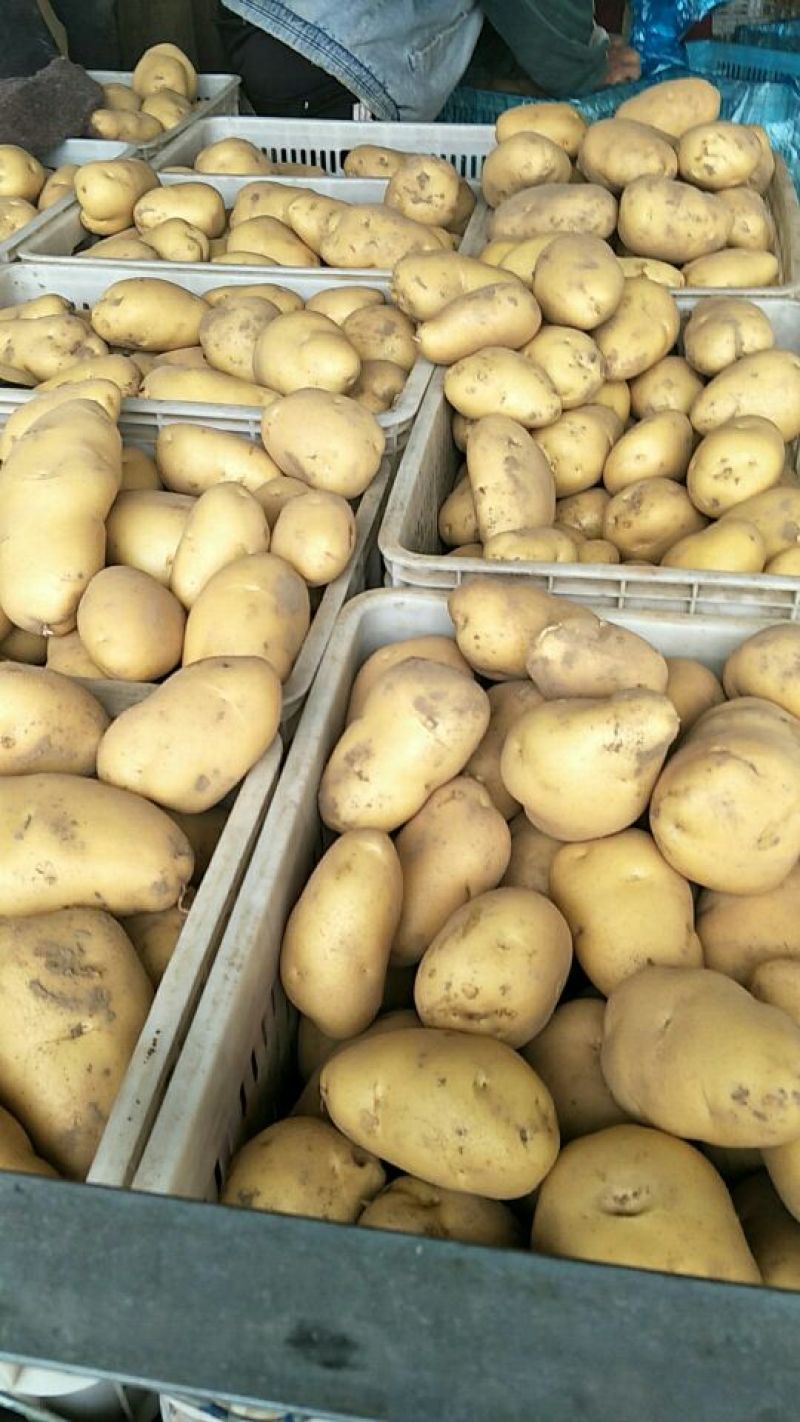 聊城万亩蔬菜基地荷兰十五土豆3两以上精品黄皮黄心土