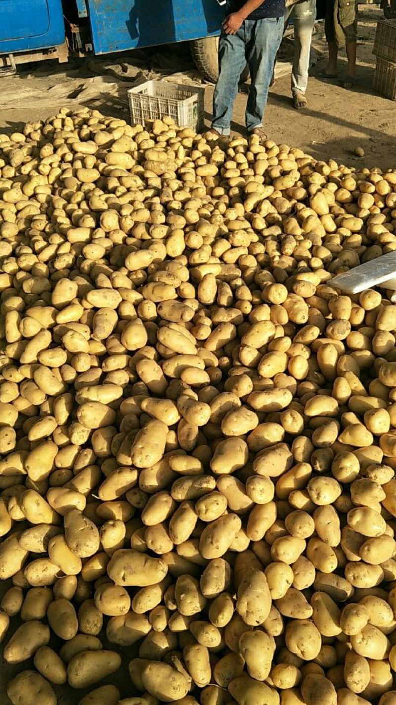 聊城万亩蔬菜基地荷兰十五土豆3两以上精品黄皮黄心土