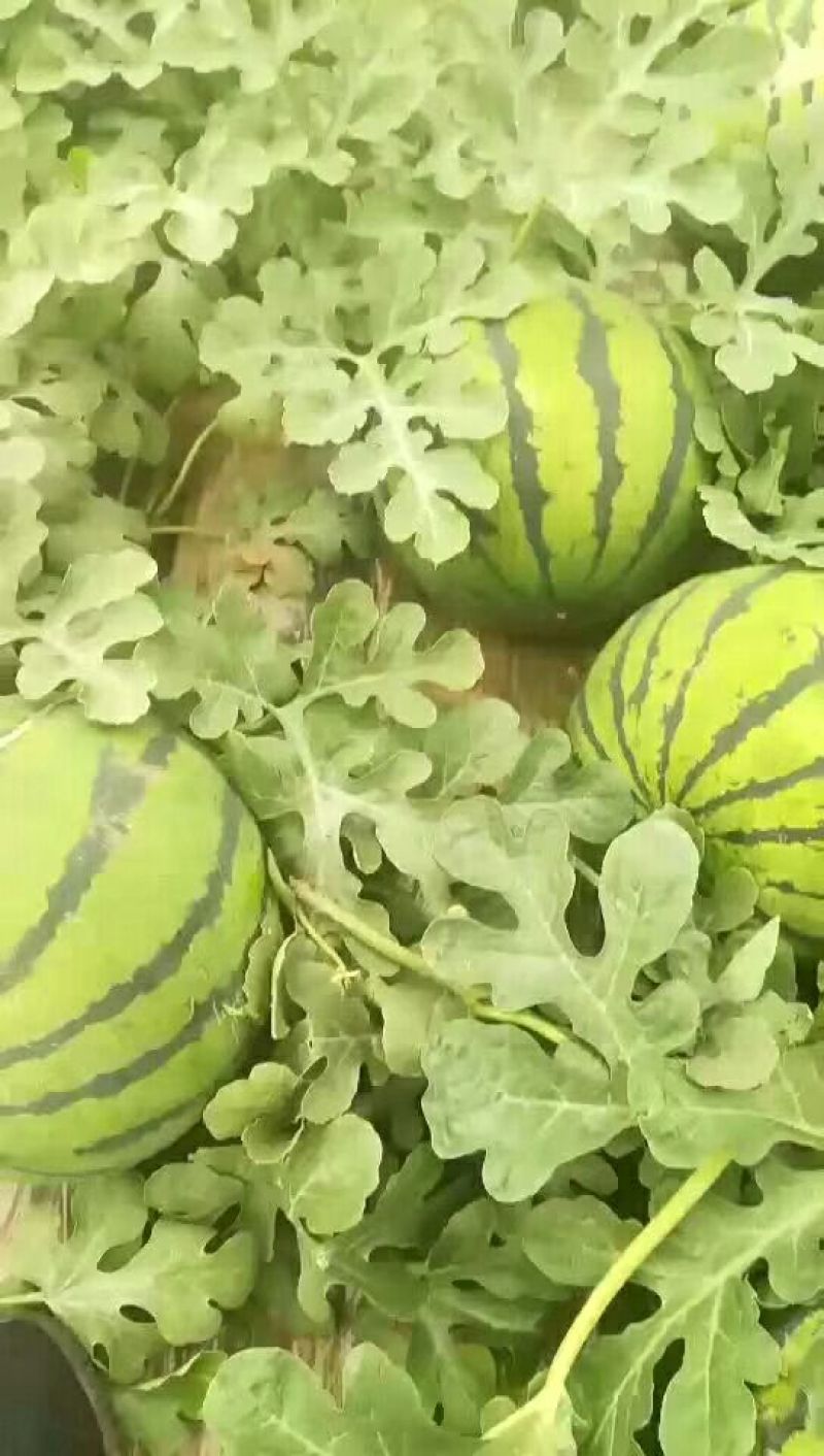 甜王西瓜10斤打底9成熟1茬